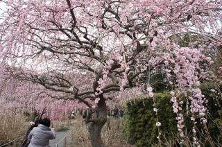 ちょっと梅を愛でに行って来ました　｜　掛川　龍尾神社