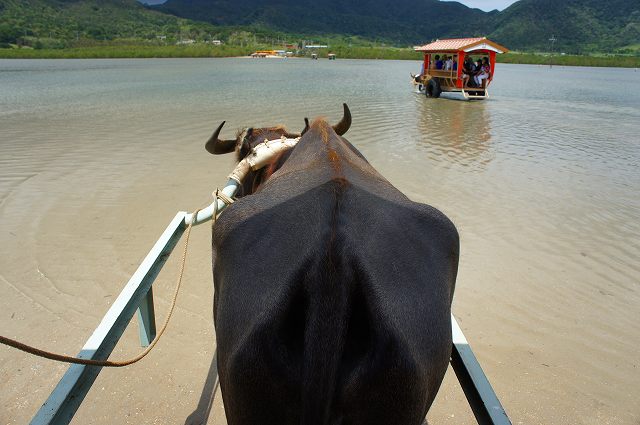 石垣島旅行記　その 5 ｜ 西表島の水牛とマングローブ